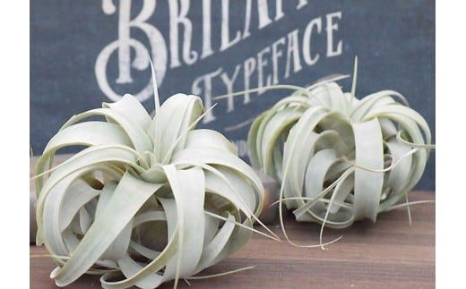 【定期便 12か月】グリーンのある生活を観葉・多肉・花鉢植物（12か月）【グリーン ご自宅インテリア　会社の受付　毎月届く　心が元気　豊かな毎日　お手入れ説明書付き　アジサイ 大阪府 門真市 】 272230_BG012