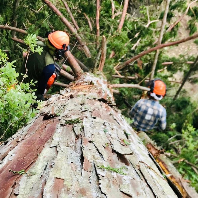 【森の力京都】キャンプ用燃料 たっぷり5kg 木質ペレット［ 京都 京都産スギ100％ 国産 アウトドア キャンプ 京都ペレット 全木 無添加 間伐材 天然素材 ペレットストーブ燃料 人気 おすすめ 通販 送料無料 ふるさと納税 ］ 261009_B-SW04