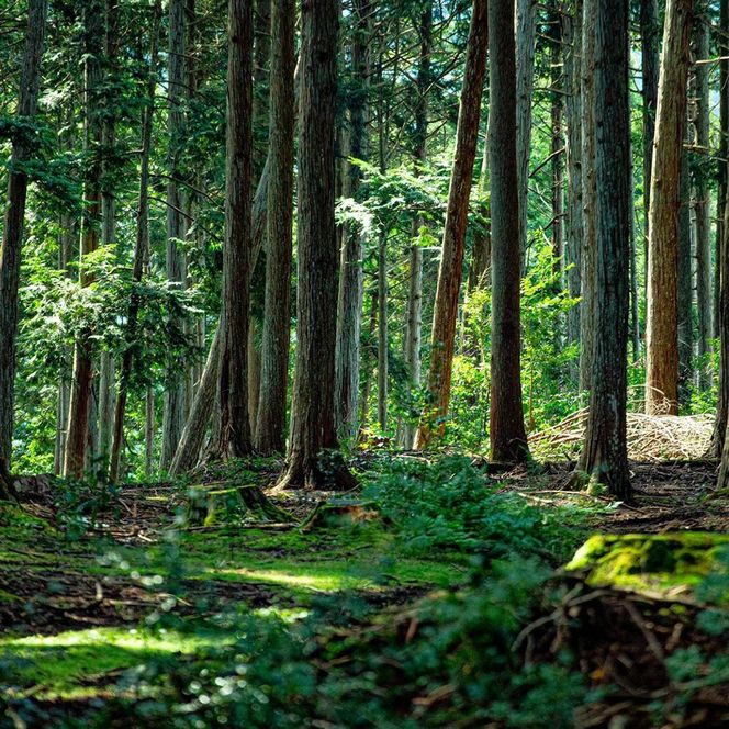 【森の力京都】猫砂用ペレット3kg×2袋（京都産ヒノキ使用）［ 京都 間伐材 国産 天然素材 安心安全 消臭効果 猫トイレ システムトイレ 猫用品 高い吸収力 ヒノキの力 人気 おすすめ 通販 送料無料 ふるさと納税 ］ 261009_B-SW05