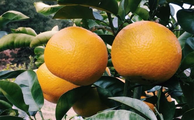 ［手選果 訳あり］和歌山 由良町産 八朔 約10kg サイズ混合 ご家庭用 ［TM205］ 303446_XH92258