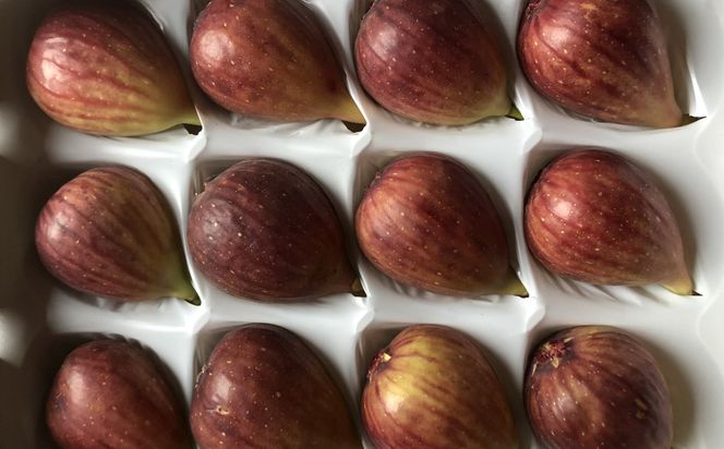 ［ハウス栽培］和歌山県産 樹上完熟 いちじく 12玉入り ★2026年8月頃より順次発送 ［TM207］ 303446_XH92260