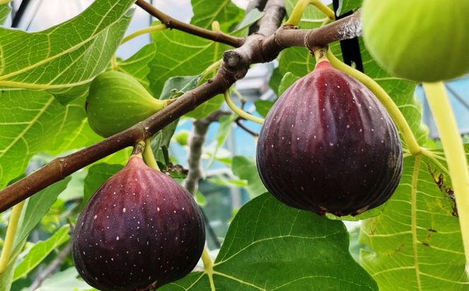 ［ハウス栽培］和歌山県産 樹上完熟 いちじく 12玉入り ★2026年8月頃より順次発送 ［TM207］ 303446_XH92260