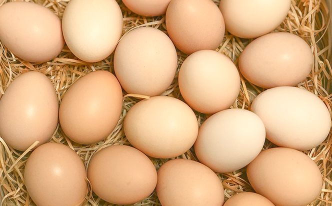 【定期便】土佐ジローたまご（12個入）×3回　約4週間毎に1回