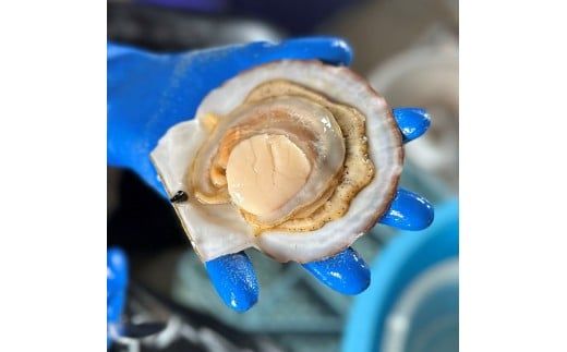 オホーツク漁師直送 殻付き 極上プレミアムホタテ 3.5kg ( 魚介 海鮮 貝 ホタテ ほたて 帆立 生食 炙り焼き バター焼き )【197-0001】