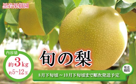 旬の梨 約3kg (約5～12玉)《黒岩果樹園》■2024年発送■※8月下旬頃～10月下旬頃まで順次発送予定