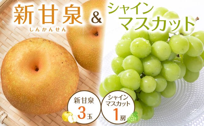 537.【先行予約】新甘泉3玉とシャインマスカット1房｜梨 なし 新甘泉 しんかんせん 産地直送 ぶどう シャインマスカット セット 鳥取県※8月下旬～9月中旬頃に順次発送予定 313726_AN102