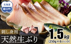 【2025年12月発送】北海道 知床羅臼産 天然ぶり刺身 1.5kg (250g×6パック) 魚 海産物 魚介 魚介類 ブリ 鰤 刺身 ご飯のお供 冷凍 生産者 支援 応援 016942_AA068VC12