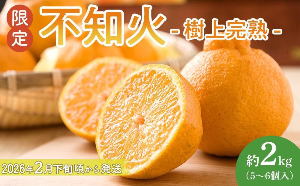 [限定]不知火 樹上完熟 約2kg (5〜6個入)[2026年2月下旬頃から3月下旬頃発送][KG6] 303446_XM90006