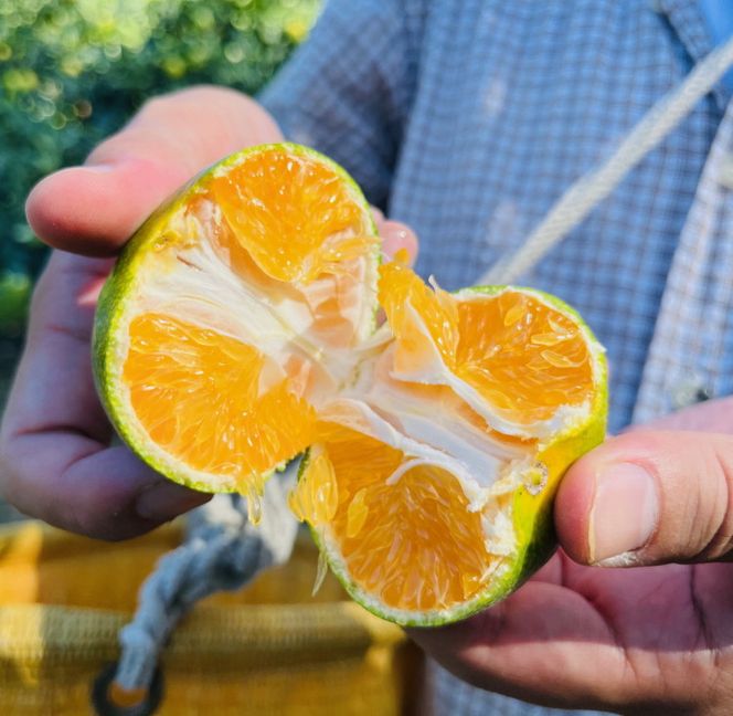 ［先行予約］特選 青切り有田みかん 2kg ［2026年9月中旬より発送］［MS20］ 303446_XD90146