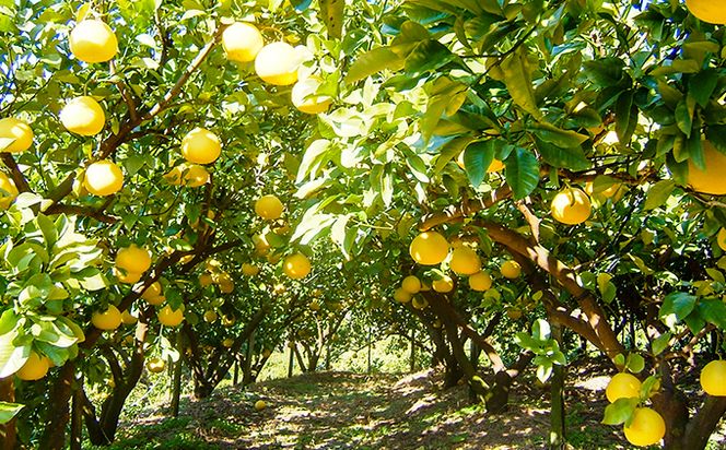 土佐文旦贈答用約3ｋｇ（森本果樹園）