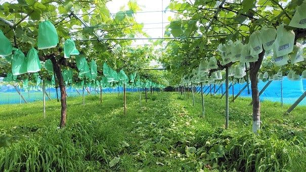 [2026年8月下旬以降お届け] シャインマスカット 1kg｜ぶどう 果物 フルーツ スイーツ 直送 贈答 プレゼント [0356]