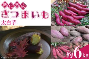 糖化熟成さつまいも(太白芋)　約6kg｜栃木県 益子町 ふるさと納税 里山 熟成 さつまいも 太白芋 プレミアム 蜜芋（AU001-4）