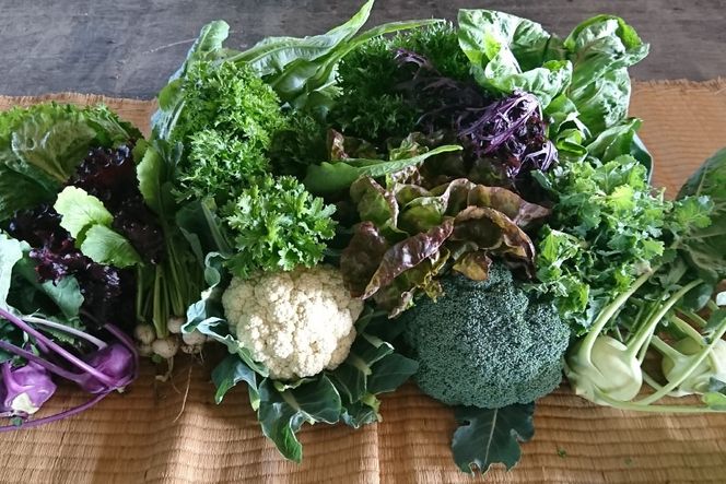 【期間限定発送】野菜 10種類 セット [桑高農園 静岡県 吉田町 22424127] 野菜 やさい 新鮮 旬 季節の野菜 セット 10種 美味しい