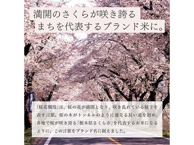 栃木県コシヒカリ 「桜花爛漫」 玄米 5kg 【ご飯 お米 コメ コシヒカリ 栃木県産 さくら市産】 ※北海道・沖縄・離島への配送不可 ※着日指定不可◇
