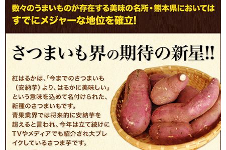 熊本県大津町産 中無田農園の紅はるか 約5kg (大中小サイズ不揃い) 熊本県大津町 《10月末-11月末頃出荷(土日祝除く)》 さつまいも 芋 スイートポテト 干し芋にも 名産地 特産品 秋 旬---fn_nkmtben_ec10_23_8000_5000g--