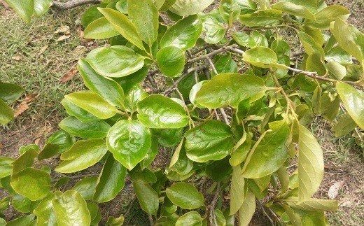 B1-100 明日楽茶300g（お茶パック付）