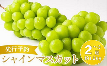 【先行予約】2024年発送分 シャインマスカット 2～3房（約1.2kg） フルーツ 山梨 くだもの 大粒 人気 厳選 ブドウ ぶどう 葡萄  富士川町（C4101）