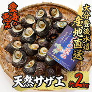  天然 サザエ (約2kg) 直送 産直 漁師 貝 魚介 さざえ 栄螺 獲れたて 刺身 塩焼き バター焼き バーベキュー 酒蒸し 冷蔵 豊後水道 鮮魚 大分県 佐伯市【CS27】【 (有)丸昌水産】