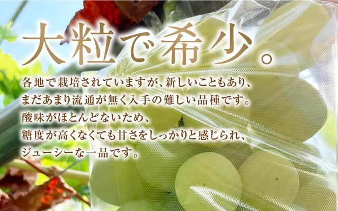 【先行予約 2026年発送】 ＼雄宝 -ゆうほう- 約1kg ／ 冷蔵 高級 種無し 種なし シャインマスカット ブドウ ぶどう 品種 果物 甘い 巨峰 美味しい 希少 福島県 田村市 鈴木農園 でんじろうさん