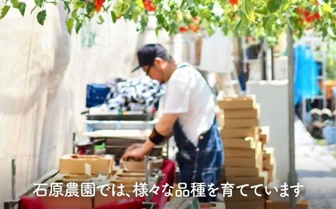 ミニトマト (プチぷよ)800g トマト 野菜 新鮮 期間限定トマト 愛西市 / 株式会社石原農園[AEBG007]
