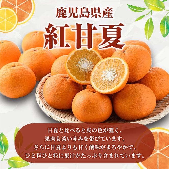 ＜先行予約受付中！2026年3月以降順次発送予定＞訳あり 紅甘夏(約12kg) 国産 鹿児島県産 果物 フルーツ 柑橘 みかん 甘夏【松永青果】akn053-19