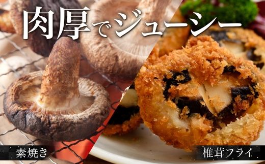 1803. しいたけ 特A 秀品 2パック 計500g 摩周美人 シイタケ 椎茸 生しいたけ きのこ キノコ 菌床栽培 大粒 肉厚 BBQ バーベキュー 送料無料 北海道 弟子屈町 5000円