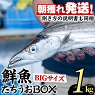 【0223204a】鮮度が命！鮮魚問屋が厳選した『鮮魚たちうおビッグサイズBOX』(1尾・1kg以上)魚 魚介類 鮮魚 海鮮 太刀魚 ムニエル 塩焼き【江川商店】