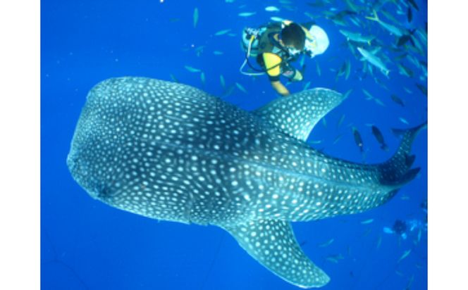 「みんなで育てるジンベエザメ」育成寄付（ジンベエザメグラスボート乗船券1枚付き）