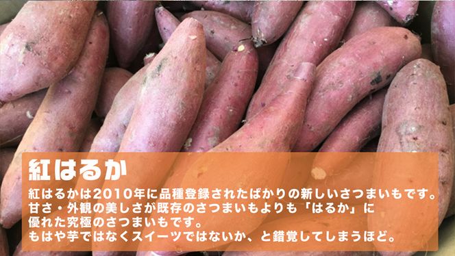 さつまいも ( 紅はるか ） 10kg 【 栽培期間中 / 農薬・肥料不使用 】土つき 高糖度 肥料不使用 自然栽培 スイーツ 焼き芋 天ぷら スイートポテト 秋 べにはるか 食物繊維