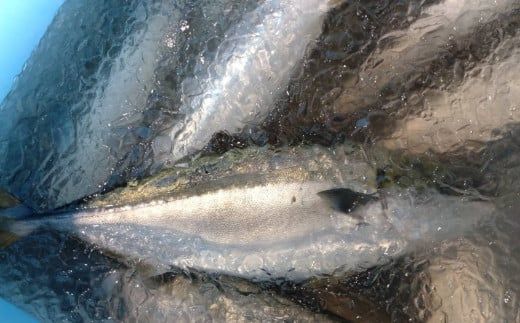 室戸産天然ぶりまるごと１匹（５ｋｇ～）下処理不可