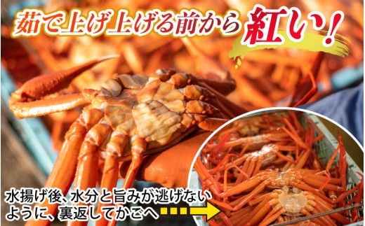 【先行予約】ボイル紅ズワイガニ 大サイズ 冷蔵配送 ※発送前に在宅確認の電話連絡をいたします！【(有)カネツル砂子商店】