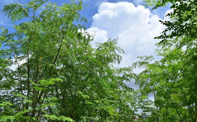 奇跡の植物＜モリンガ＞パウダー（5個セット） ☆ チカラ お手軽 ビタミン豊富 ミネラル豊富 読谷村産 沖縄