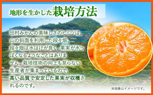 みかん 田村みかん 特選 ギフト 3kg サイズ指定なし 株式会社とち亀物産《11月下旬-1月中旬頃出荷予定(土日祝除く)》和歌山県 日高町 フルーツ くだもの 果物 柑橘 旬 ノーワックス 送料無料 紀伊国屋文左衛門本舗 贈答用---wsh_tkttmk_h111_22_14000_3kg---