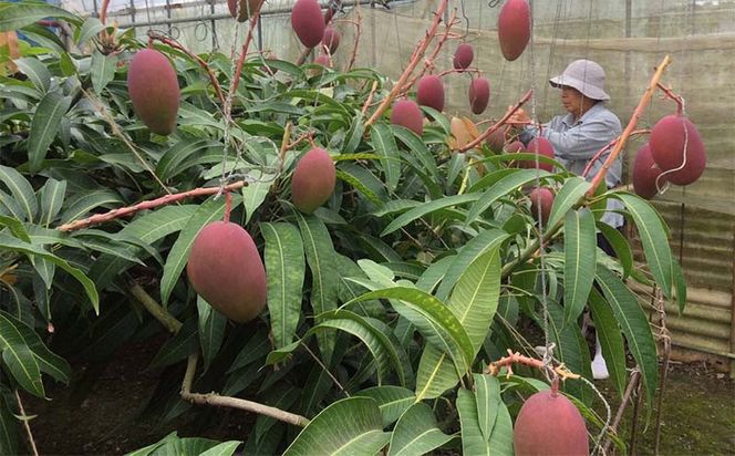 【贈答用】【先行受付・2026発送】ママチチマンゴーファームの贈答用アップルマンゴー約1kg - 先行予約 沖縄県産 産地直送 南国フルーツ 旬の味覚 旬のフルーツ 贈り物 ギフト 沖縄県 八重瀬町