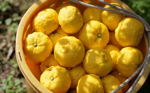 山神果樹薬草園：柑橘リキュール柚子6％＆丸ごと皮削り国産柚子のしぼり酢セット　　