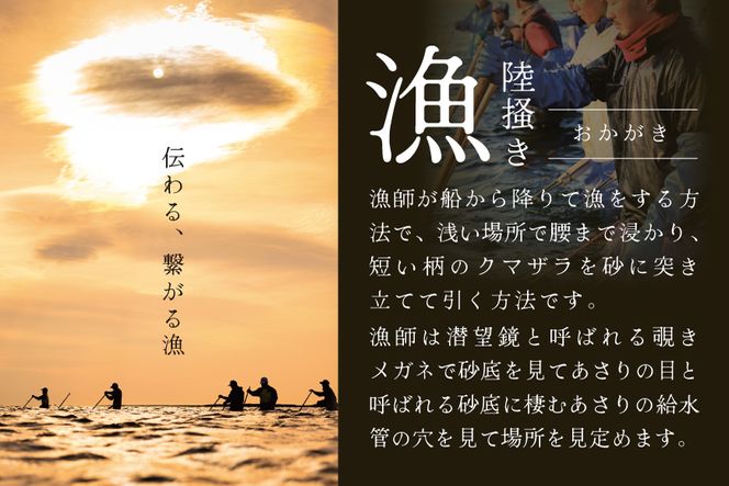 北海道 野付産 大粒 天然 活あさり 2kg前後【UY0000003】（北海道 別海町 あさり アサリ 貝 大粒 ふるさと納税）