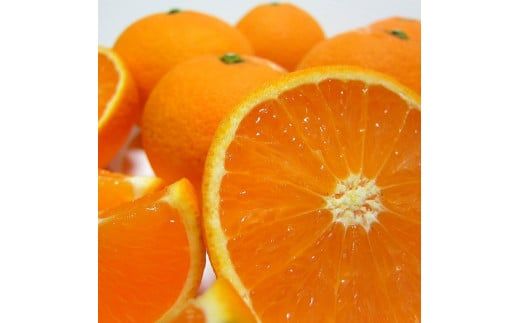 厳選 清見 オレンジ 5kg【農家直送】【和歌山県産】【先行予約・2025年2月下旬～3月下旬発送】 XD90055