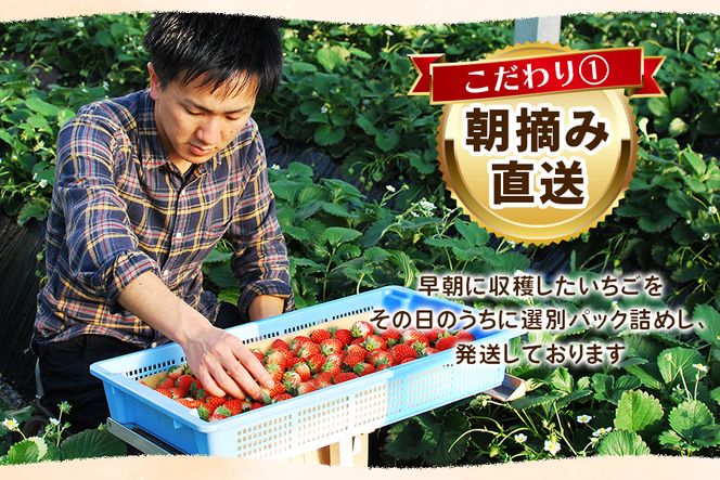 いちごの贅沢！栃木の3品種食べ比べセット《12月より順次出荷