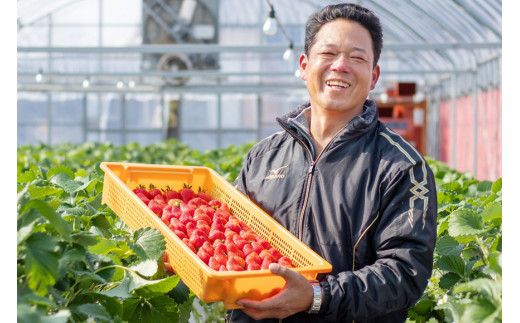 【期間限定発送】DF107 長崎県知事賞受賞【 大玉 いちご 】「 ゆめのか （3L～5L）」265g×4パック ＜12月までにお届け＞