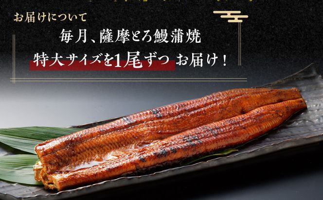 【全6回定期便】薩摩大とろ鰻蒲焼特大サイズ一尾　K190-T03