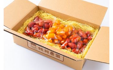 【数量・期間限定】村上市産  フルーツミニトマト1.5kg～サクランボのような食感～ 1040003