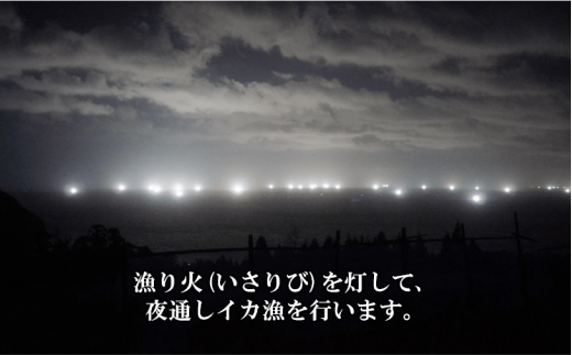 【ぷりぷり甘い高級白いか】島どれ鮮度そのまま！白いか丸ごと３本セット