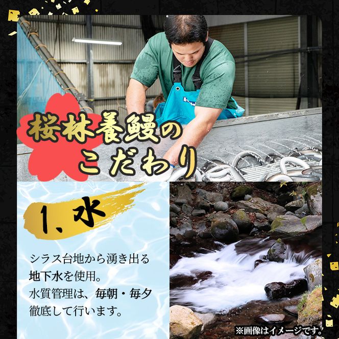 桜林養鰻のきざみうなぎ計300g(きざみうなぎ50g(うなぎ40g＋たれ10g)×6P) a0-312