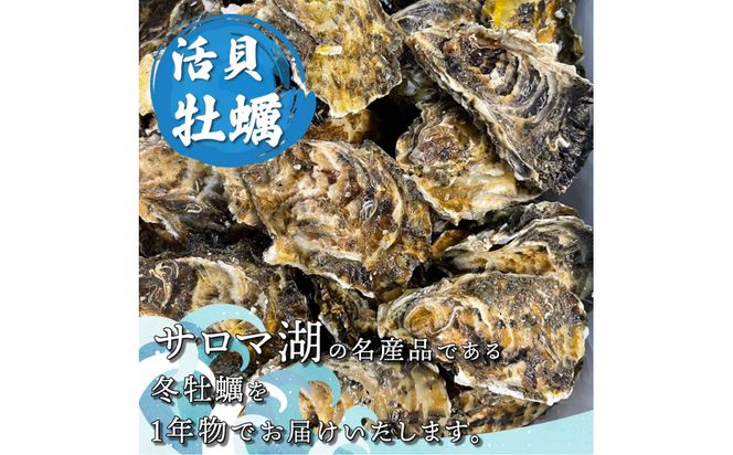 【予約：2024年11月上旬から順次発送】サロマ湖湯通し1年 活貝牡蠣3キロ 40～50個 ( カキ 魚介類 期間限定 3kg )【091-0001-2024】