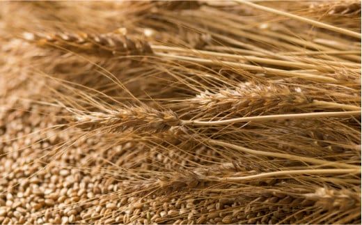 【国産小麦100%】 島原 手延べ 素麺 水晶の光 2kg (50g×40束) / そうめん 南島原市 / 本村製麺工場 [SCP001]