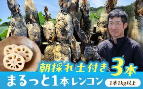 【先行予約】＼毎年9月より順次発送／＼TVでも紹介された！！/ 産地直送！朝採れ土付き鍬掘り レンコン3kg 野菜 れんこん 根菜 愛西市 / レンコン兄弟 [AECL002]