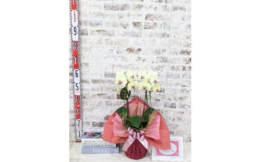 D010 ☆金賞受賞☆超希少！イエロー胡蝶蘭’日の出’小 ミディサイズ（2本立）