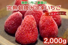 澳原いちご農園の完熟朝摘み 冷凍いちご (スカイベリー) ｜期間限定 数量限定 イチゴ スイーツ スムージー デザート 農家直送 産直 栃木県産 矢板市産 [0537]