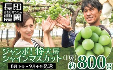 特大房！ みなさんの応援から大きく実った特大シャインマスカット 約800g以上（1房）【数量限定】 フルーツ H004-152