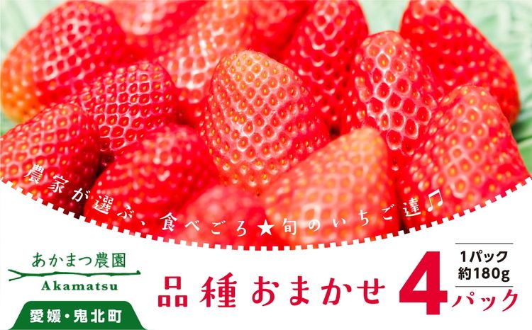 [2027年春収穫分][品種お任せ] いちご4パック|レッドパール 紅い雫 紅ほっぺ イチゴ 苺 フルーツ あかまつ農園 ※2027年2月〜発送